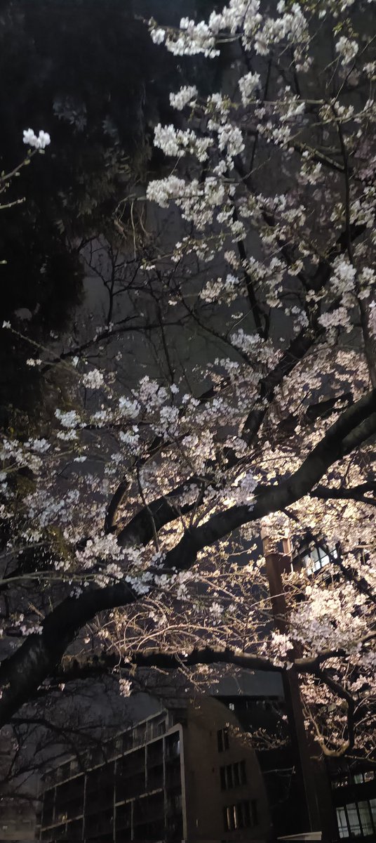 夜桜きた  まだ 2本くらいだけどね
 #目黒川