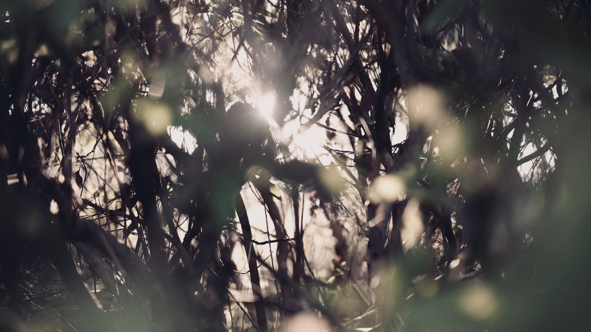 𝙢𝙞𝙞 tweet media