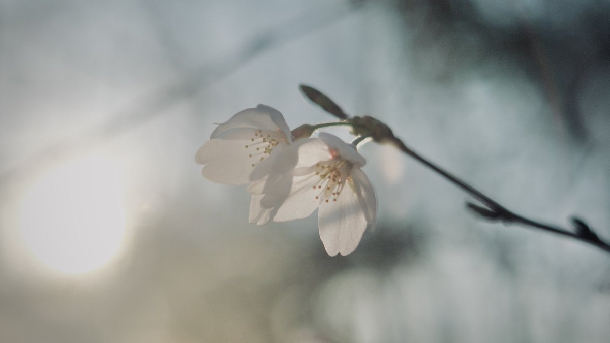 𝙢𝙞𝙞 tweet media