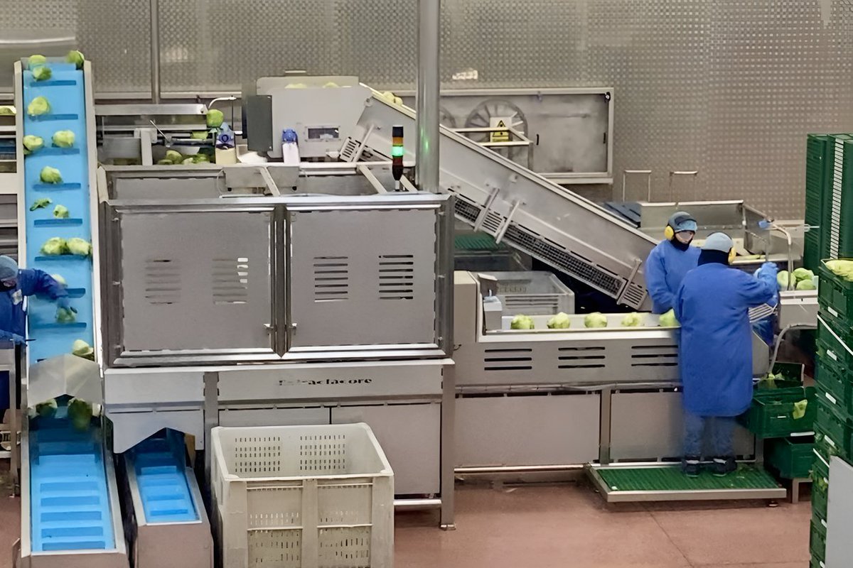 ExtractaCore's tweet photo. If you’re running high-volume lettuce lines and still seeing double-digit waste, that’s margin walking out the door. 🆘 

💡 Cutting operational waste down to ~5% isn’t incremental — it’s a reset on what your line should be delivering.

#AIVision #foodtech #foodwaste https://t.co/O2fu6DQew1