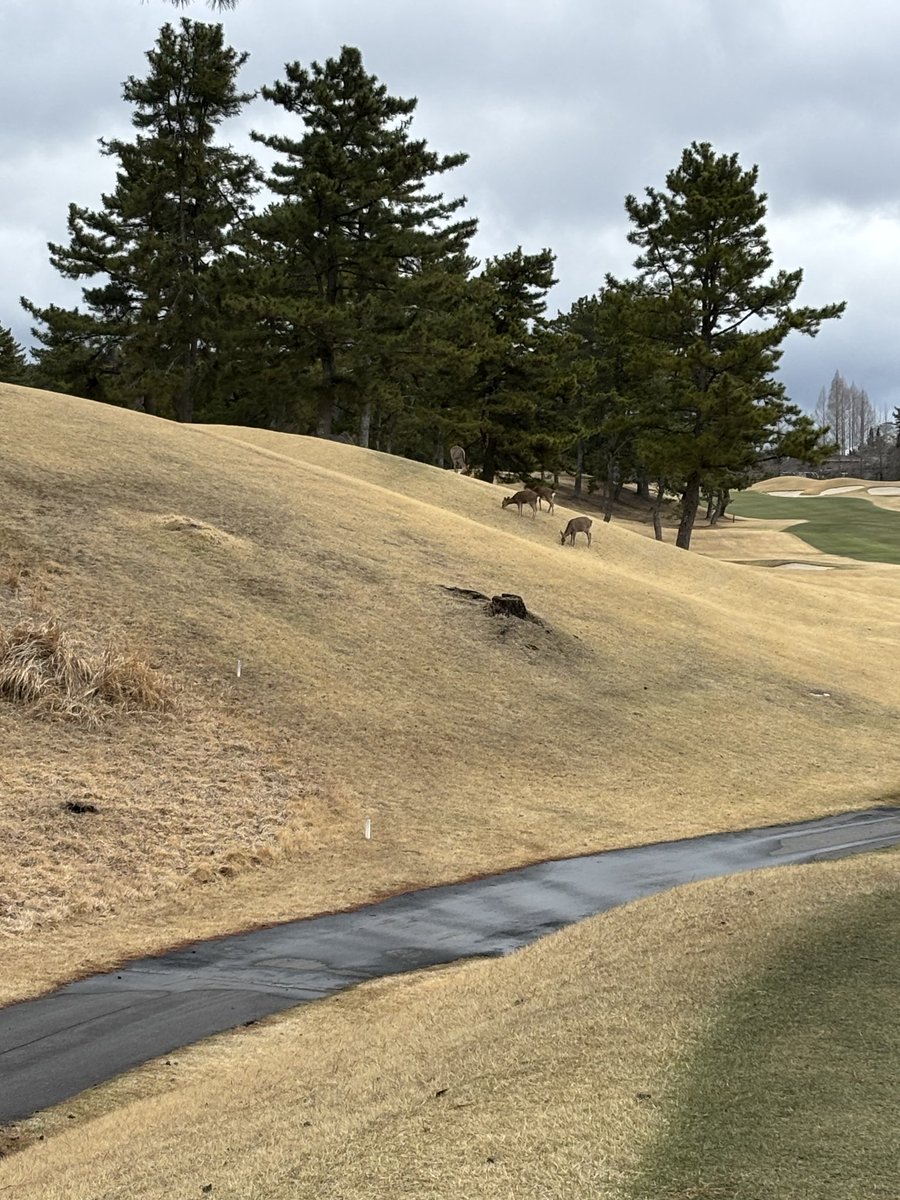 ウホ助 tweet media