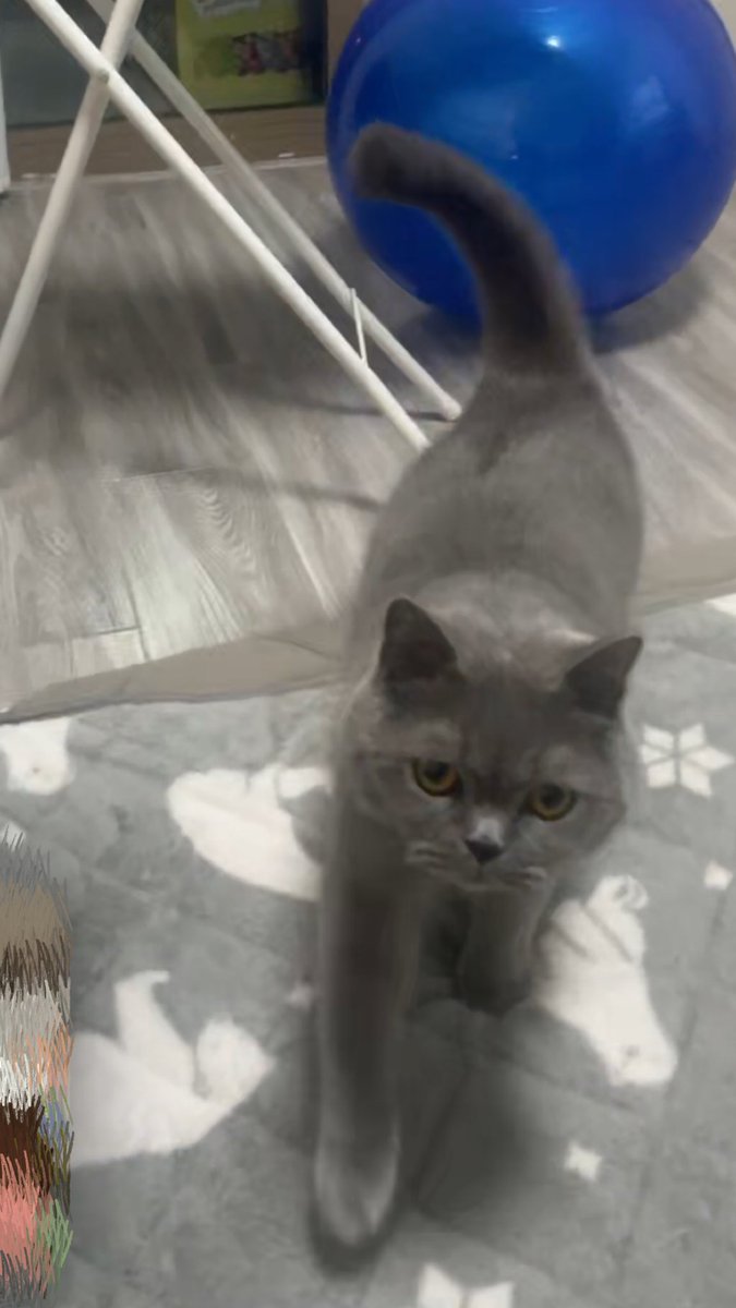 上海暮らしのホイホイ tweet media