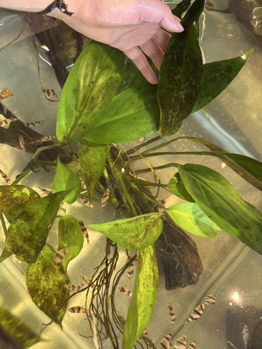 メガモクロー tweet media