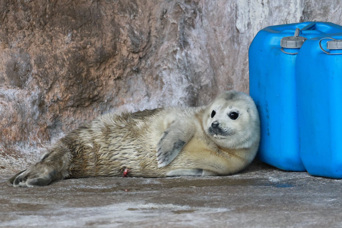 🦭ウィスタリア🦭 tweet media