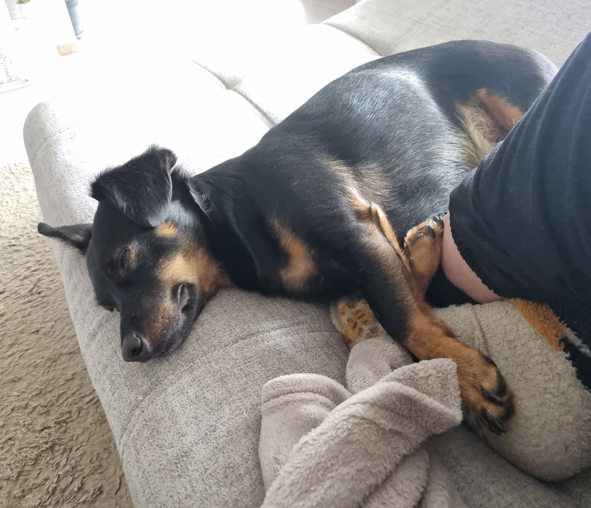 Beetle 🐞 & 👻 Toli (Spuk Minister h.c.) tweet media