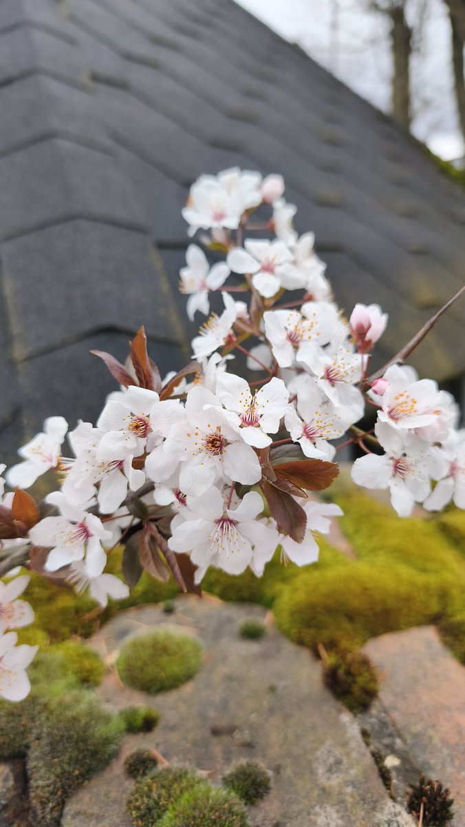 Apfel🍎 | Froggy Vtuber tweet media