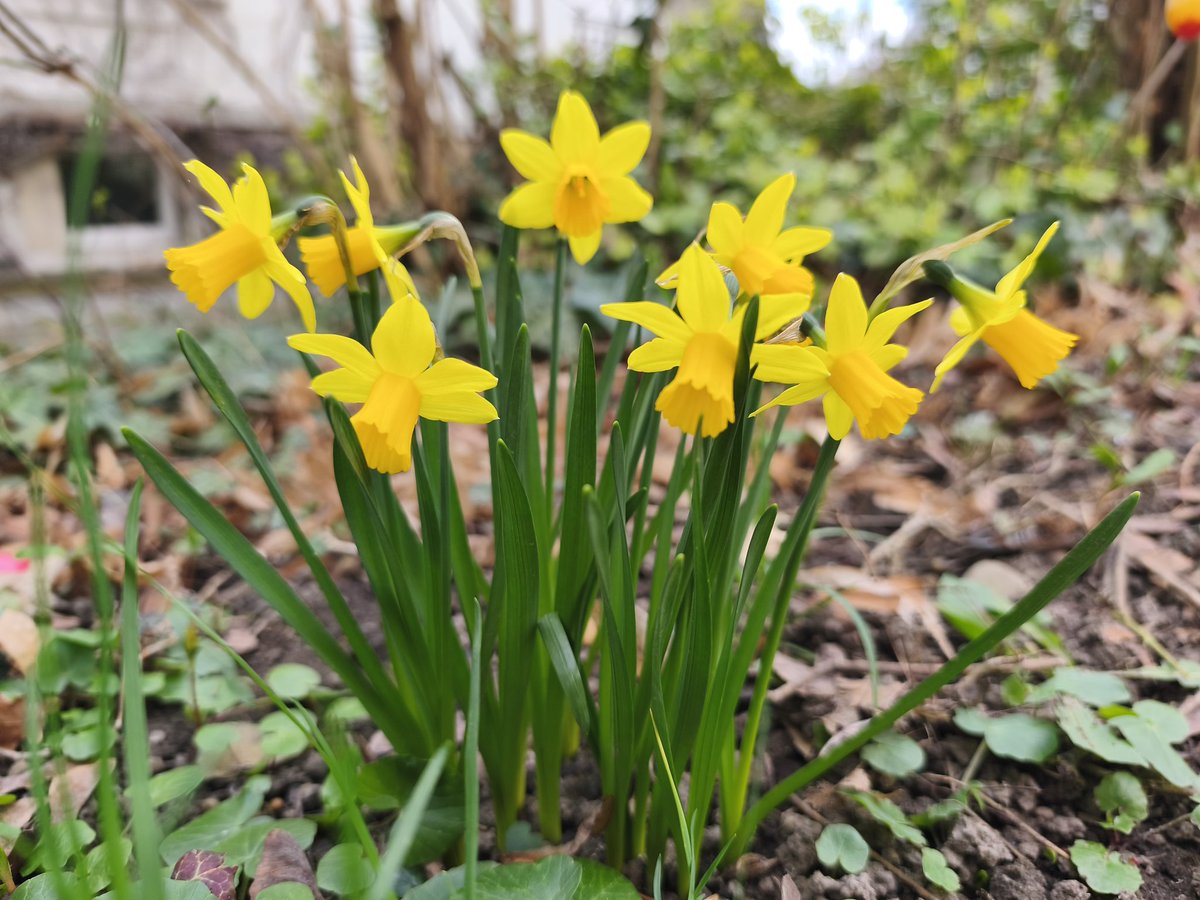 Apfel🍎 | Froggy Vtuber tweet media