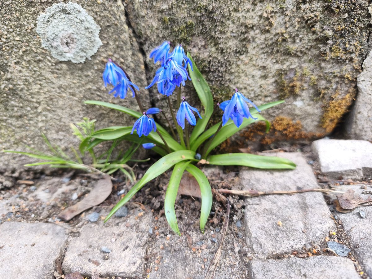 Apfel🍎 | Froggy Vtuber tweet media