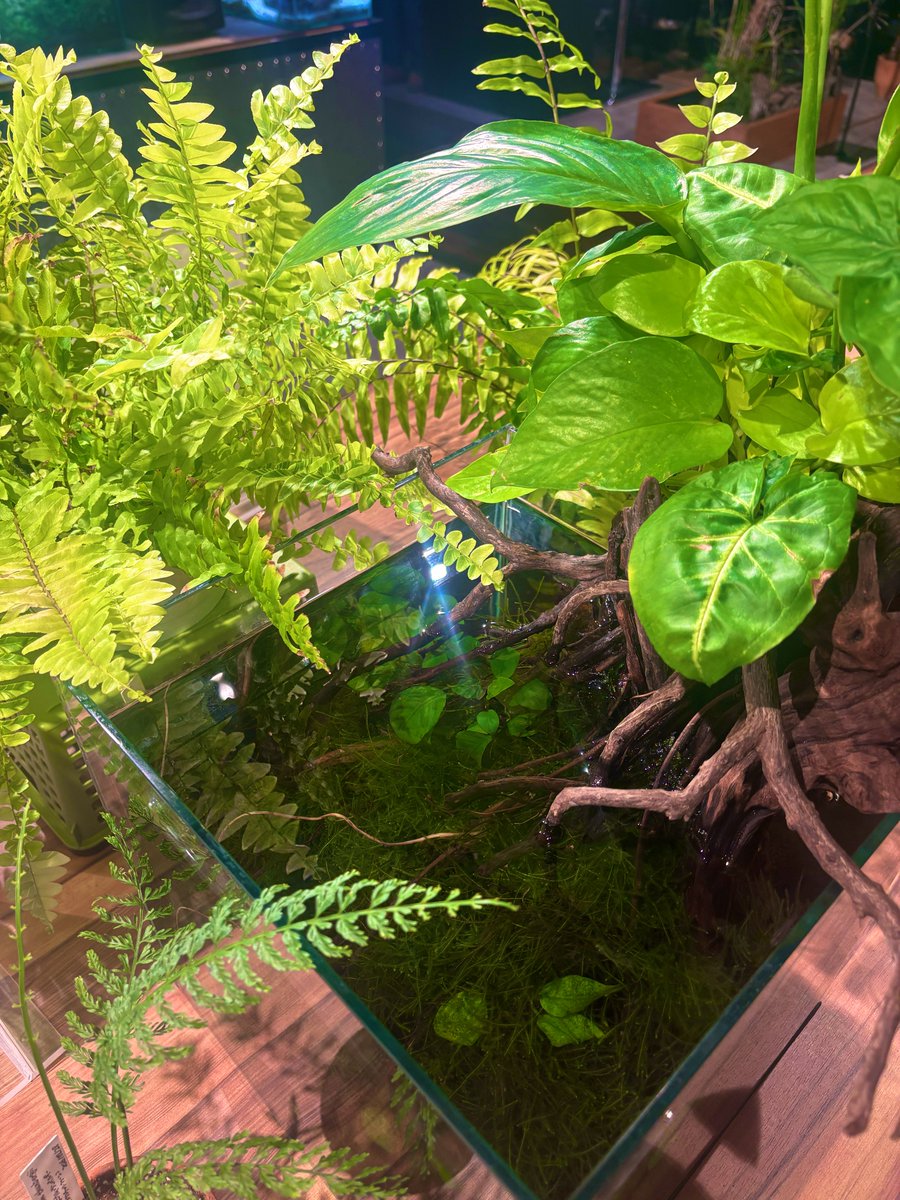 メガモクロー tweet media