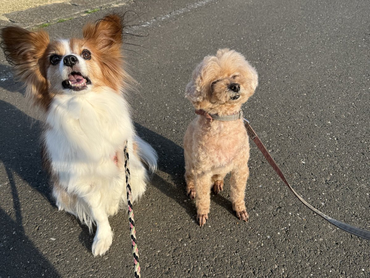 hima__ppyn25's tweet photo. 最近のツーショット🐶
相変わらずの近すぎず遠すぎず！笑
5月からは一旦離れ離れになるけど変わらず仲良くしようね🫶🏻 https://t.co/2tJXHoDpOU