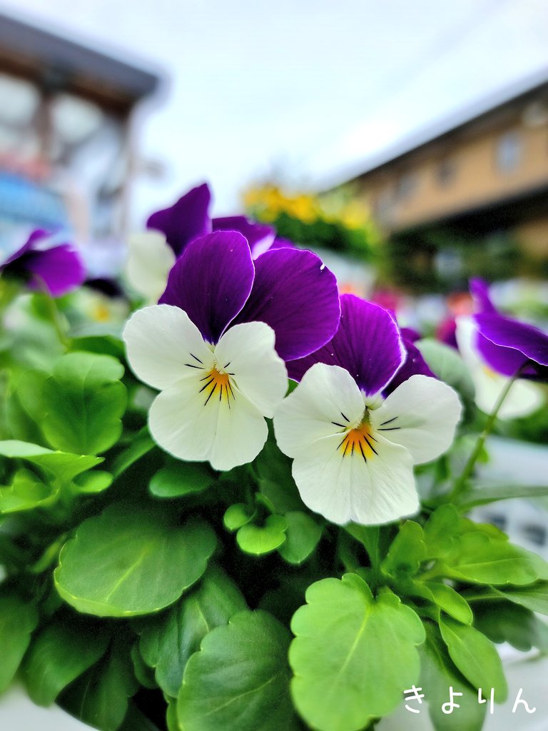 きよりん🌸引用リポスト🆖 tweet media