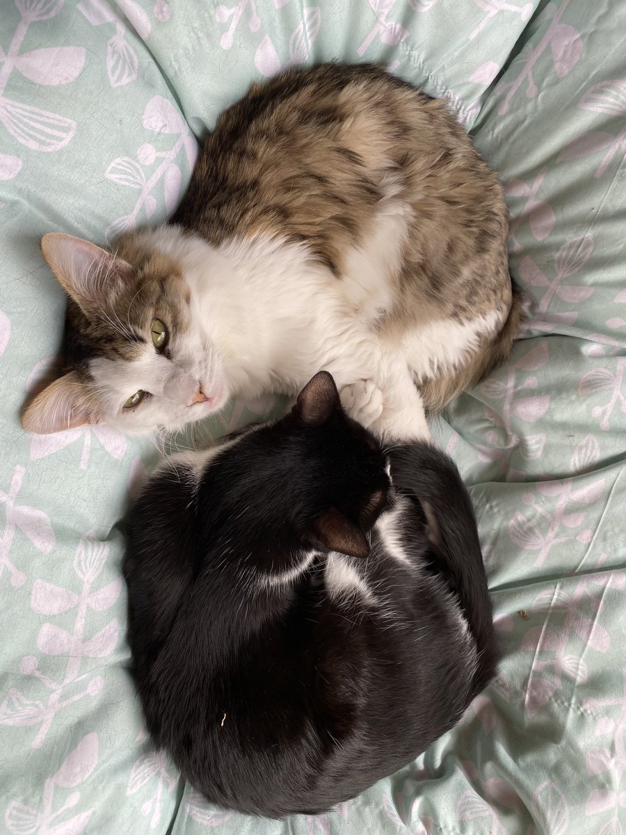 遺棄現場で、また体調の悪い子が
いたようで、病院🏥に行って下さっています😔　
☔️がよく降り、朝夕寒く… 
山で暮らすには酷過ぎます。　
里親さんになって下さる方　
ご連絡お待ちしております。　
宜しくお願いしますよう
#岡山県津山市  #遺棄現場　
#里親さん希望