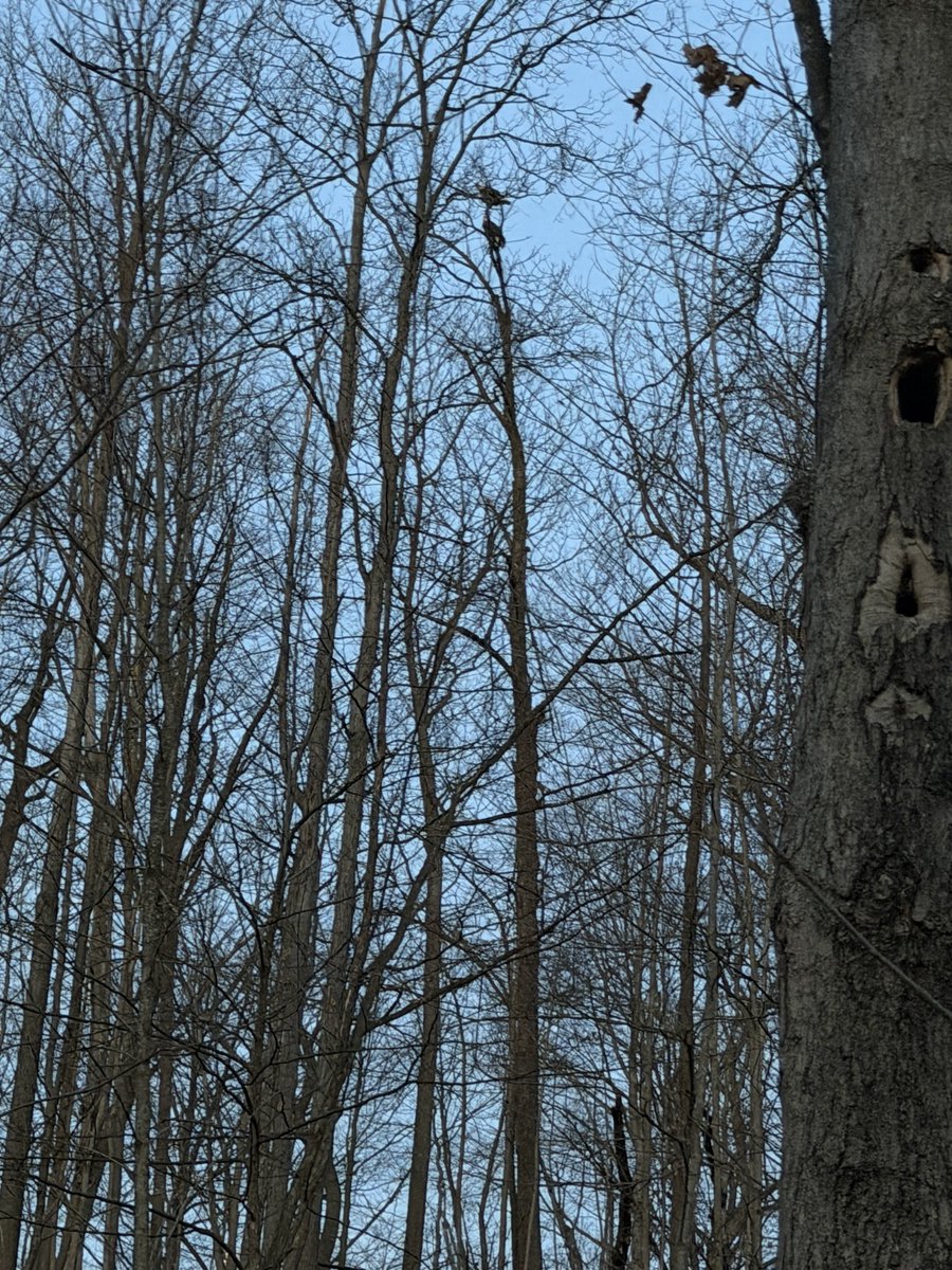 xvermonter61's tweet image. Thankful for the beautiful start to our early day, a great stick, and the majestic eagles 🦅! I think it’s going to be a wonderful day! God bless! #DogsofTwitter #ThankfulThursday