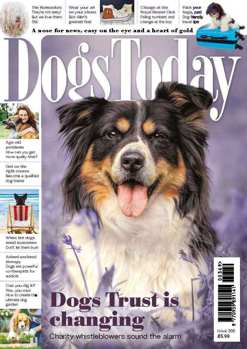 Dogs_Today's tweet photo. 🐾 Every dog deserves a better world.
For 35 years, Dogs Today has told the stories that matter - and made change happen.
💛 Subscribe £12.50/3 months
👉 https://t.co/yHvxV1xA9v
#DogsToday #DogRescue #DogCampaigns https://t.co/ECfptbobni