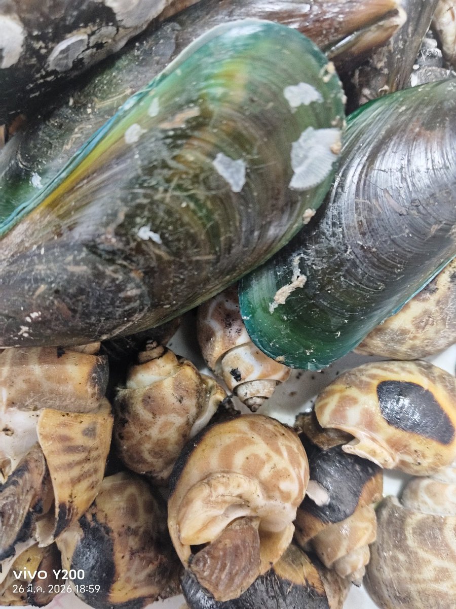 ࿖プリンくん✨🍮࿖🇹🇭🇯🇵 tweet media