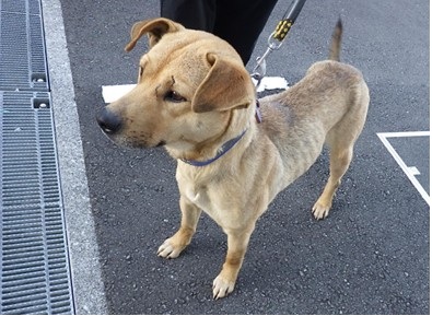 高知県 tweet media