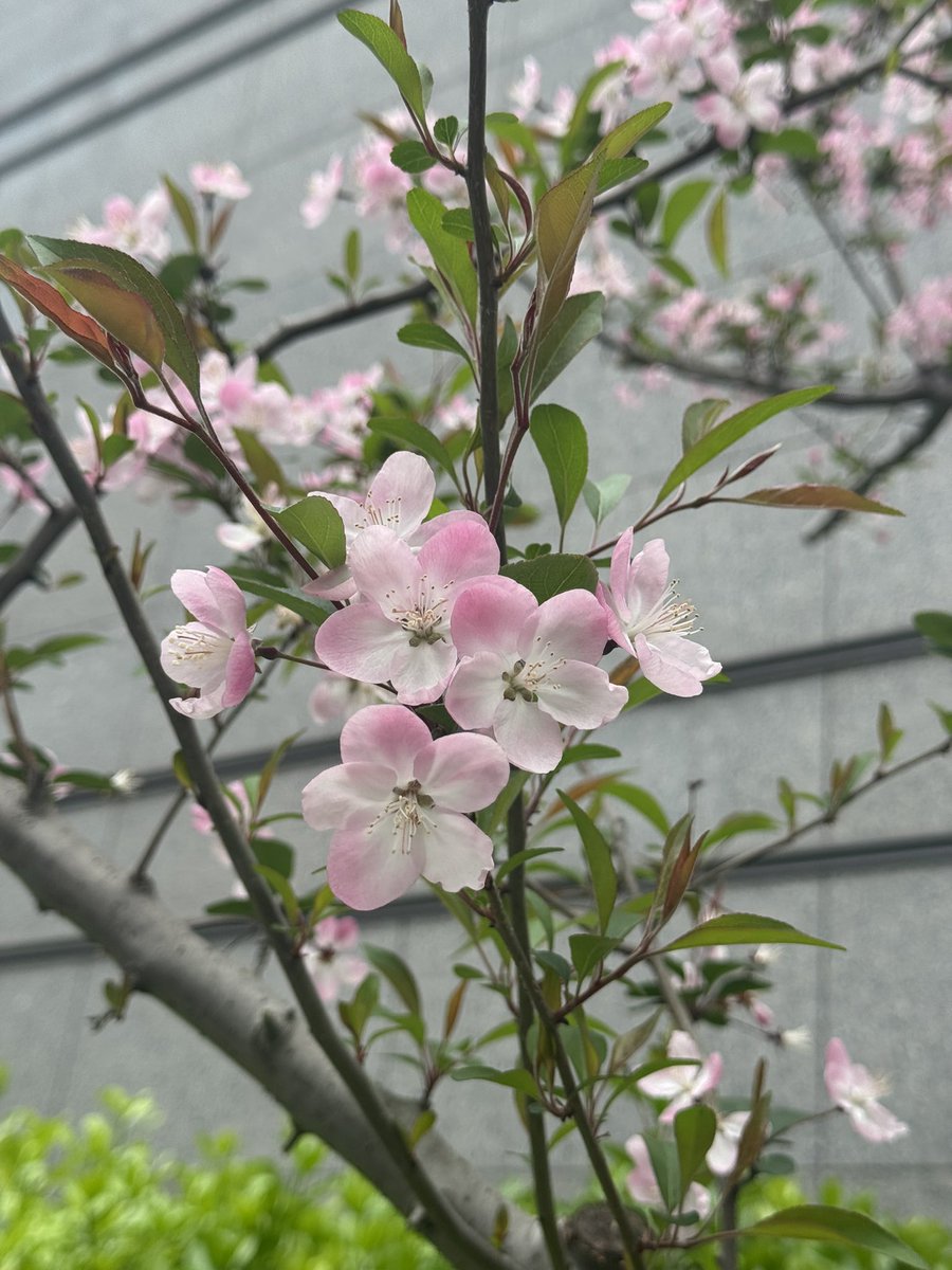 —————·★₊˚☾.‎˖ ♥︎ ·˖✶————— tweet media