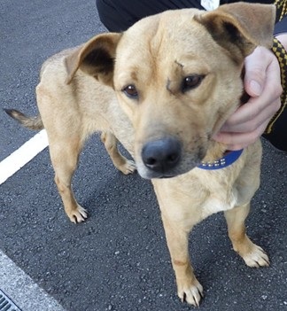 高知県 tweet media