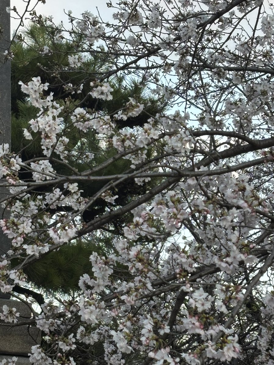 ぬらめき🍄👁 tweet media