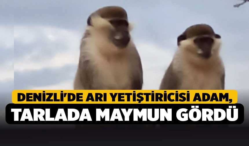 HaberDenizli's tweet image. Denizli'de Arı Yetiştiricisi Adam, Tarlada Maymun Gördü haberdenizli.com/denizlide-ari-… #denizli #maymun