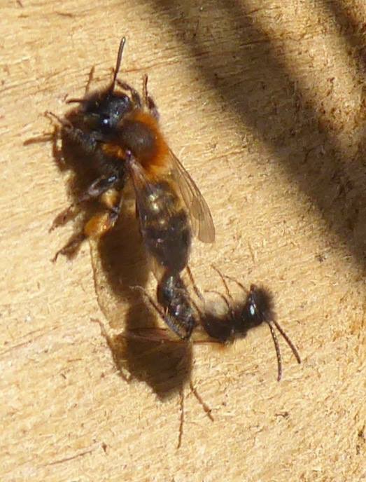 Pollinating London Together tweet media