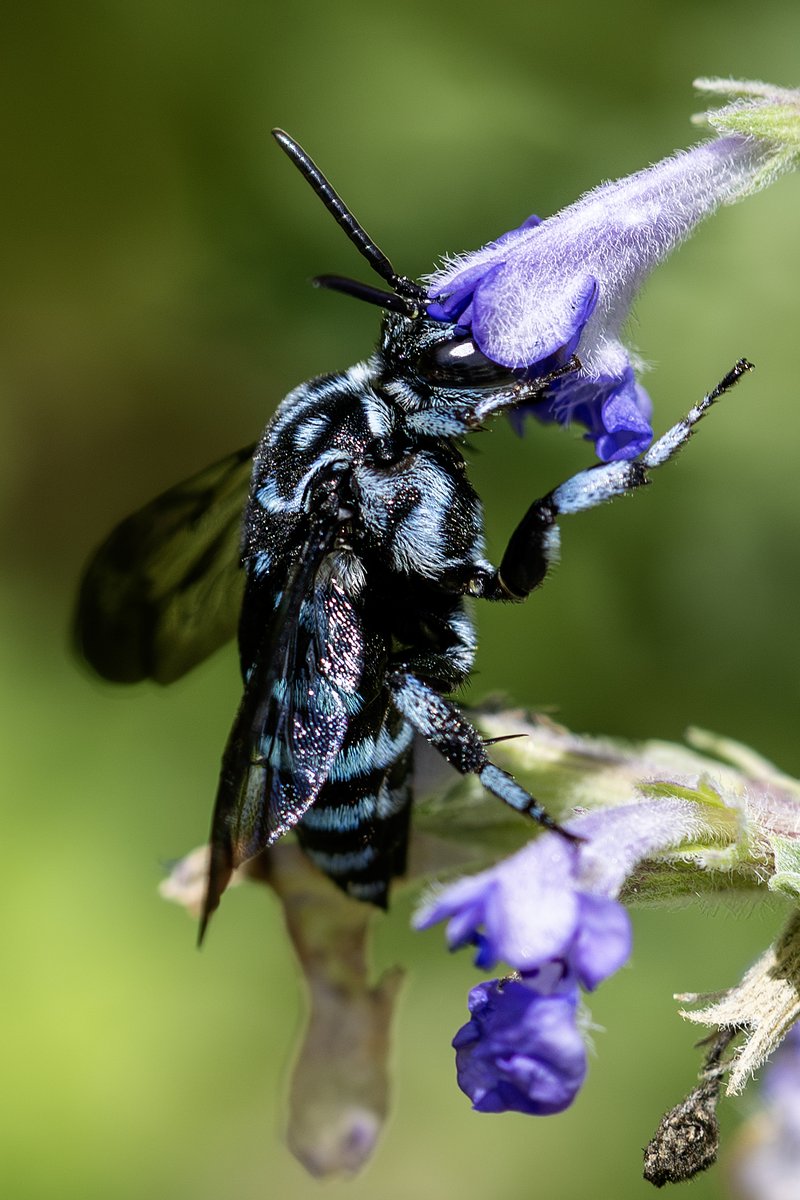 へろまー tweet media