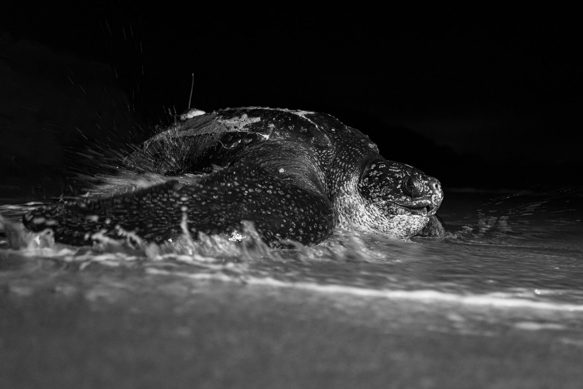 Fundación Reina Laúd tweet media