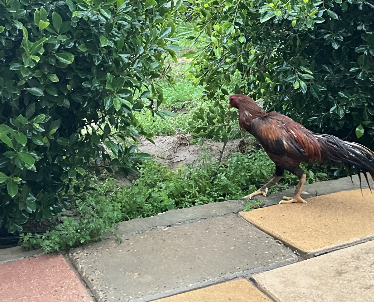 نور الشمري tweet media