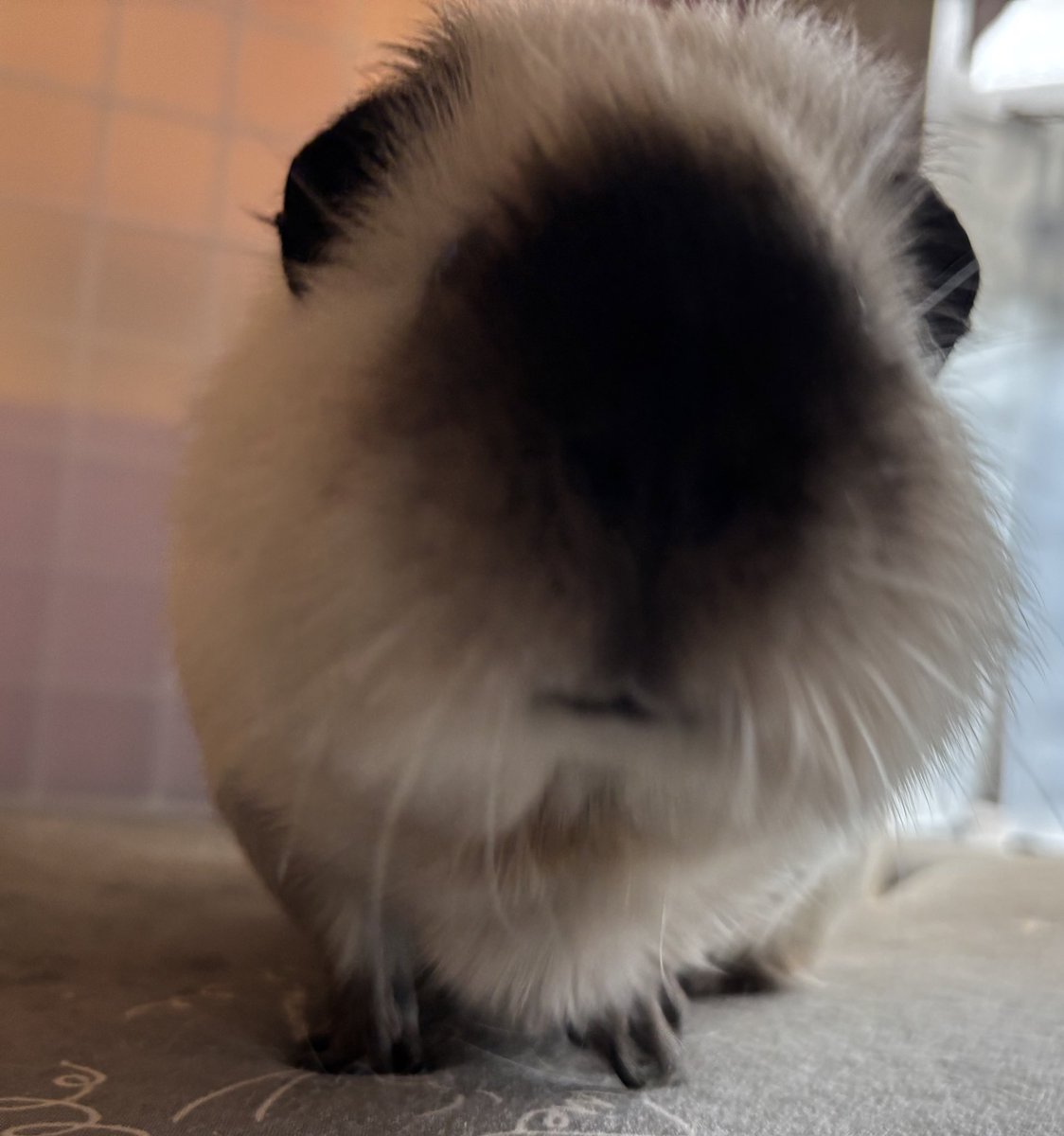 ❥ねずみい tweet media