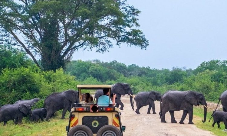 JoiceLuoPride's tweet photo. Primary children can visit a national park without leaving the classroom
Single tourism documentary can turn an ordinary lesson into an unforgettable adventure
From the roaring falls of Murchison Falls National Park to the amazing wildlife at Ug WildlifeEducationCentre
#EduTour https://t.co/aYO2XayySM