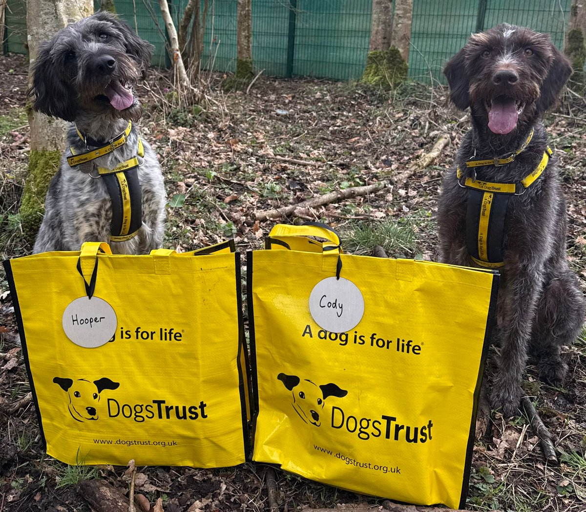 DogsTrust West Calder (Edinburgh) and Dundee tweet media