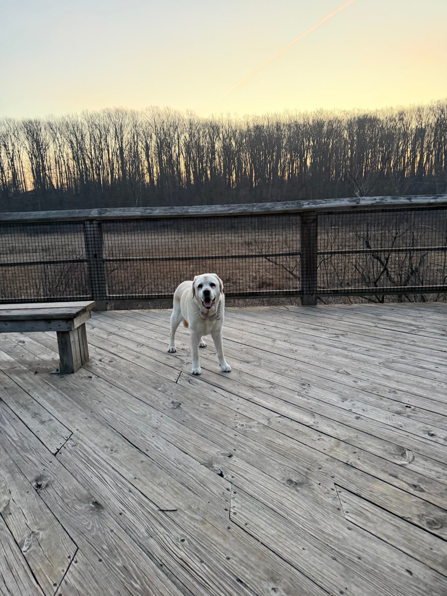 xvermonter61's tweet image. Thankful for the beautiful start to our early day, a great stick, and the majestic eagles 🦅! I think it’s going to be a wonderful day! God bless! #DogsofTwitter #ThankfulThursday