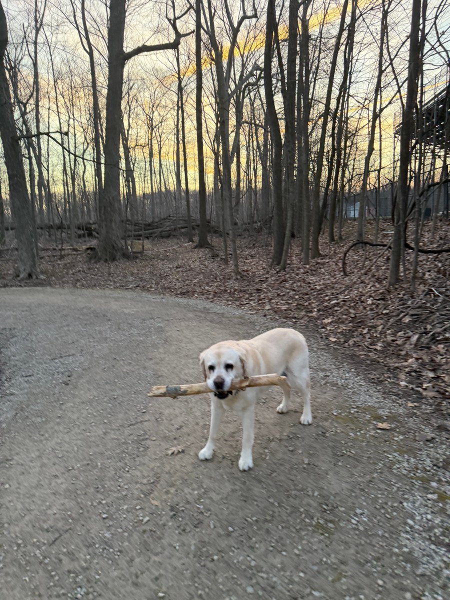 xvermonter61's tweet image. Thankful for the beautiful start to our early day, a great stick, and the majestic eagles 🦅! I think it’s going to be a wonderful day! God bless! #DogsofTwitter #ThankfulThursday