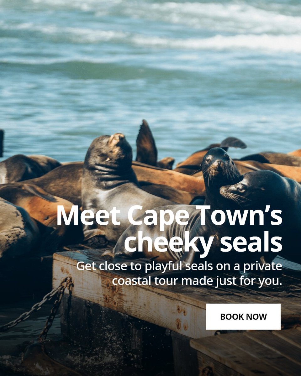 CapeTownSights's tweet photo. Ever seen Cape Town's playful seals up close? Find out where to spot these cheeky locals on a private coastal tour tailored just for you. Watch their antics, learn their stories, and make memories along the stunning coastline. https://t.co/OHnnqzNhnO