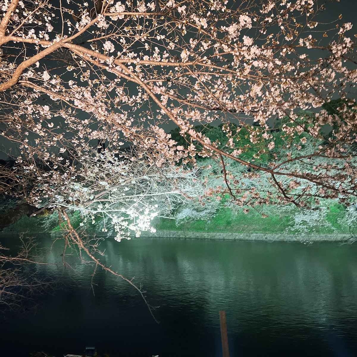 ニコニー🏃‍♀️マラソン2年生 tweet media