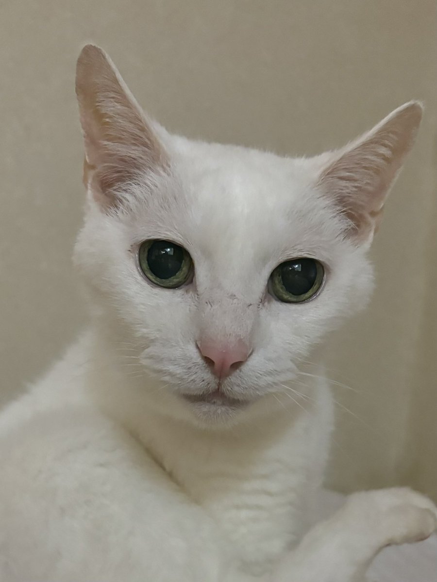 sergeantHara tweet media