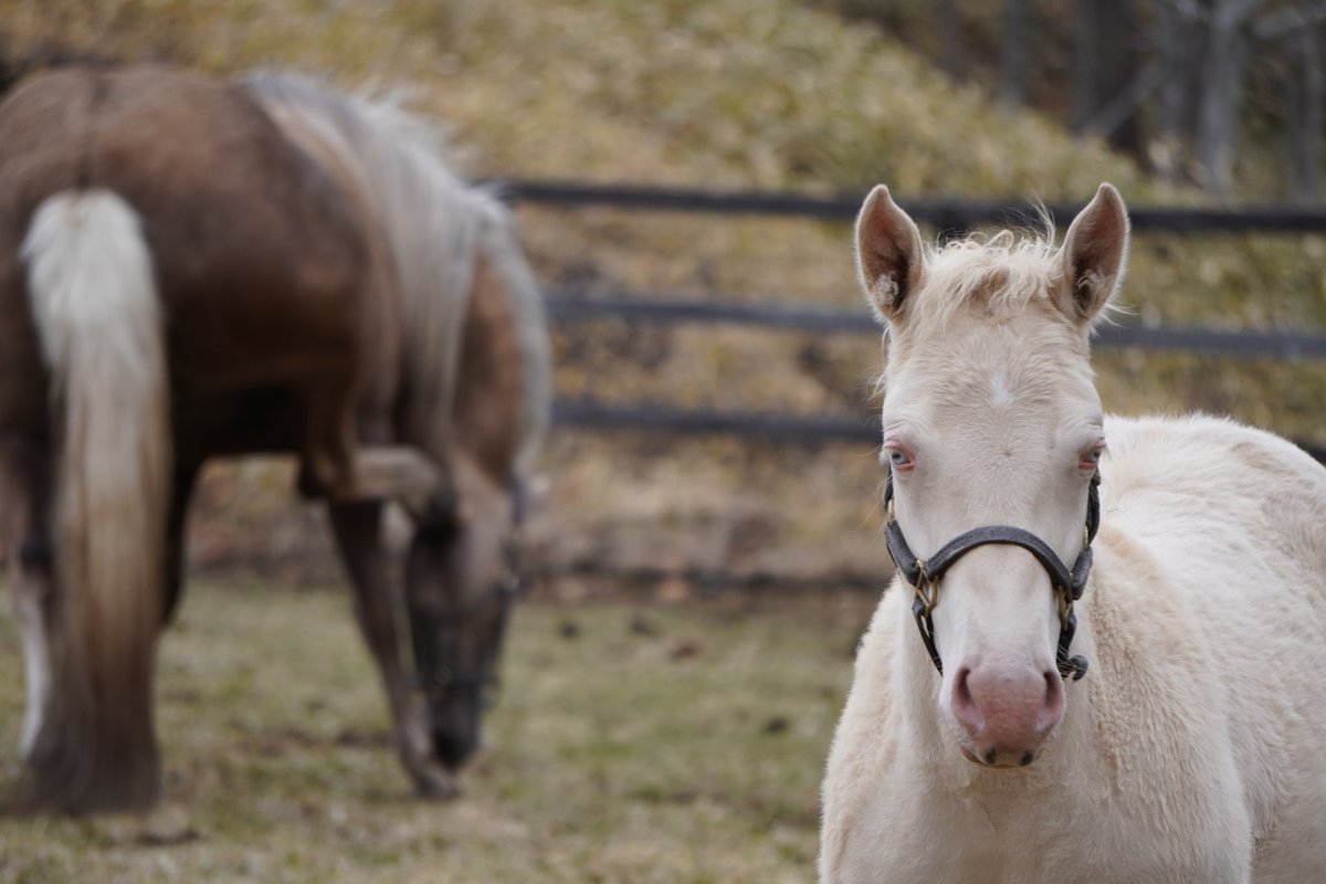 馬きち tweet media