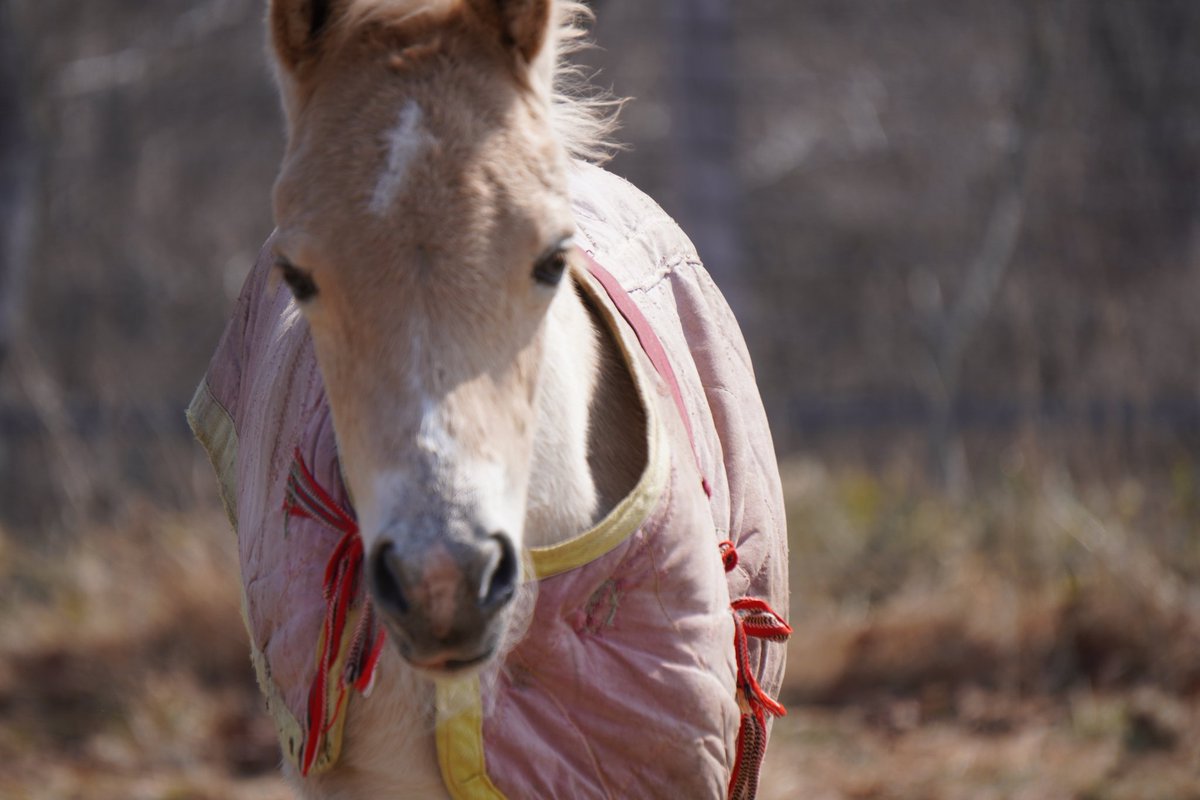 馬きち tweet media