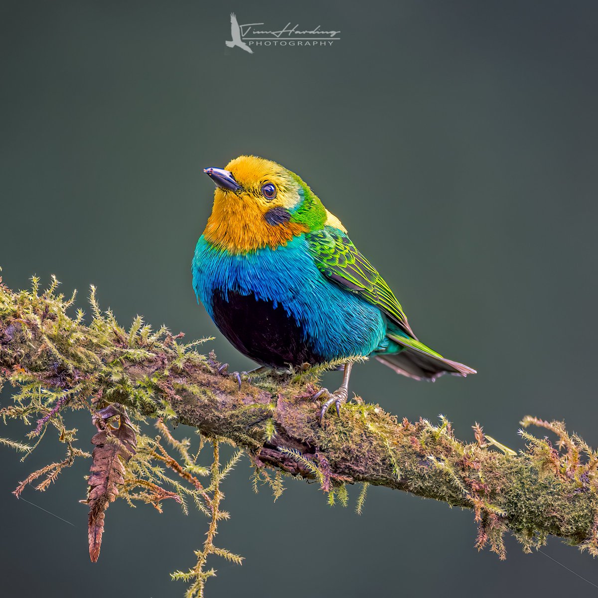 TBoneBarrie's tweet image. The crown jewel of the Western Andes! 💎🇨🇴 The Multicolored Tanager (Chlorochrysa nitidissima) is a Vulnerable endemic that looks like a living palette. It’s a rare privilege to see those saffron and teal patches in the wild.

#Endemic #Andes #BirdPhotography