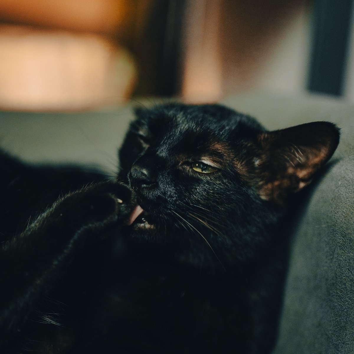 CatRam14's tweet photo. 最近動物写真ハマってる https://t.co/Fqp6BrowIQ