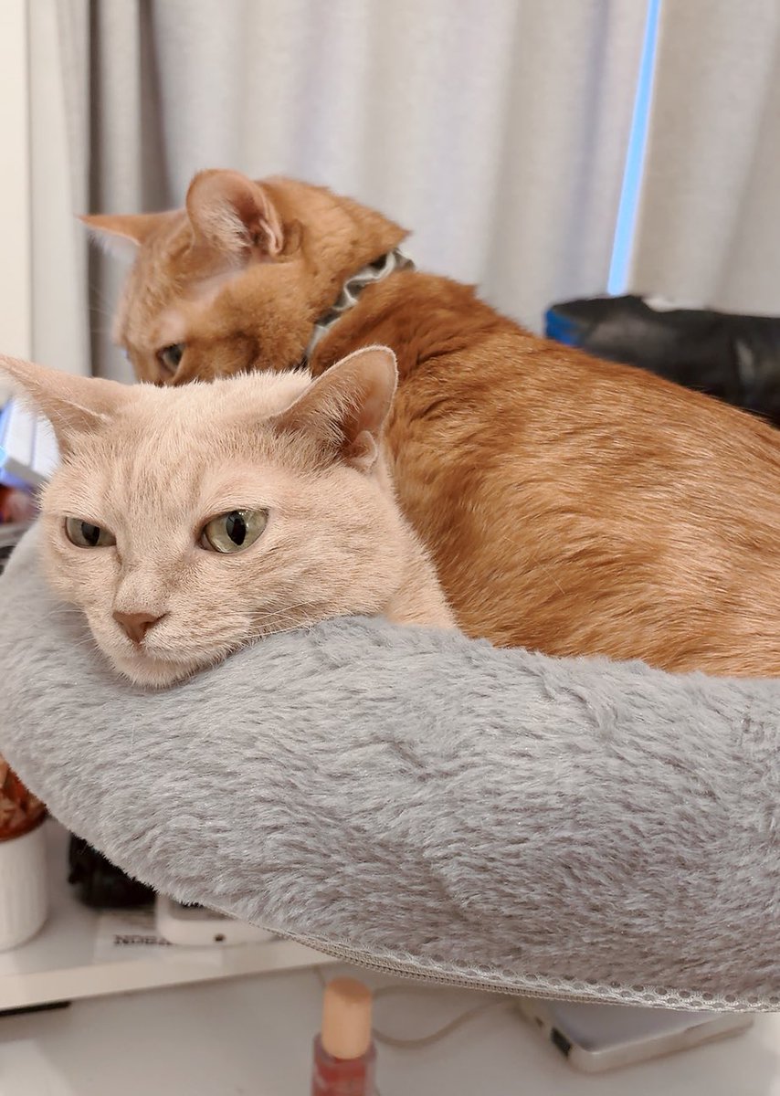 蛭塚都 tweet media