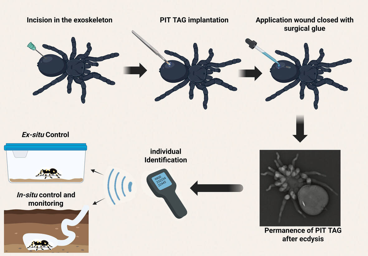 Insect Conservation and Diversity tweet media