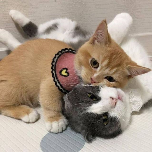 Cats all the way tweet media