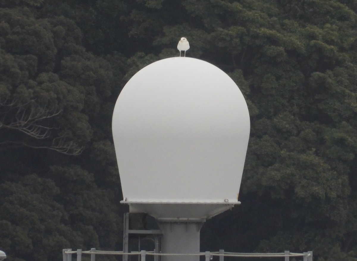 小豆家きなこ tweet media