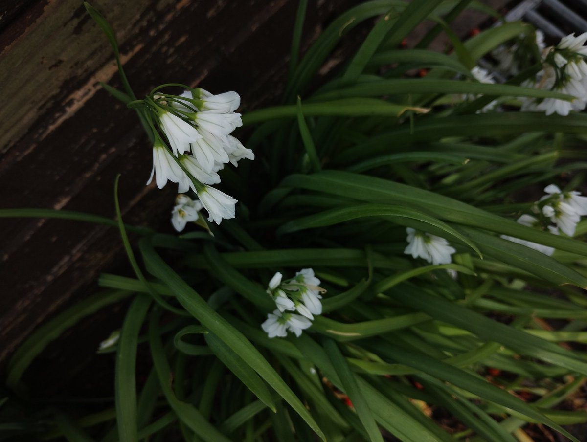 Free us from our sins, O God,
and may our sacrifices be of praise
to the glory of your Son,
our Redeemer, Jesus Christ. Amen