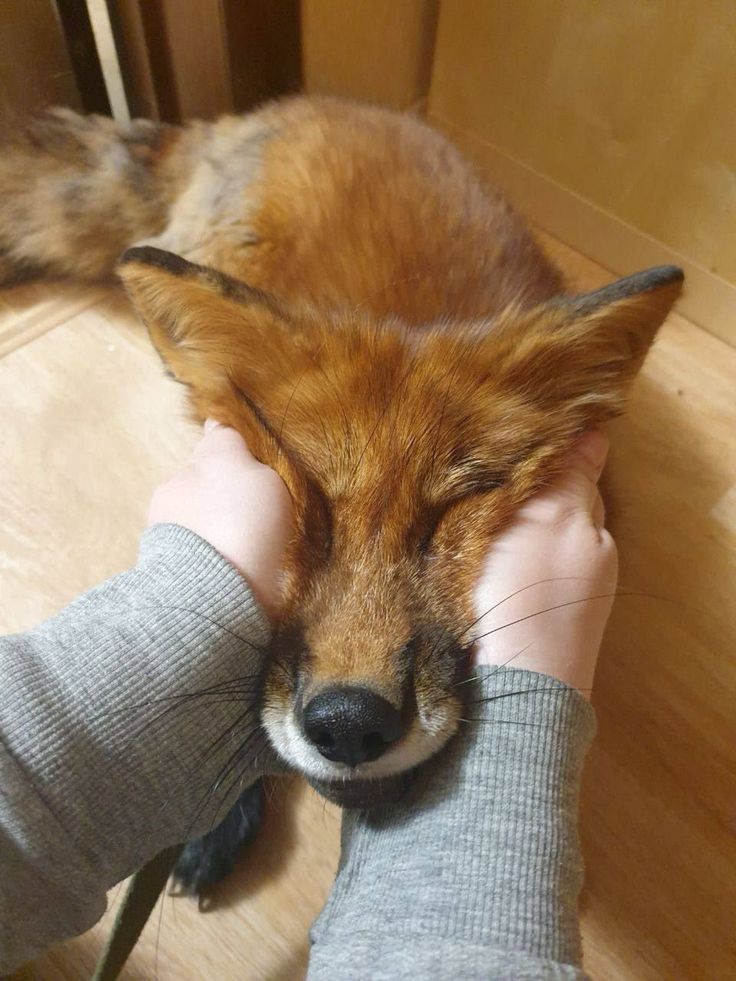 🍁 𝓣𝓱𝓮 𝓕𝓸𝔁 𝓛𝓲𝓯𝓮 🌾🦊 tweet media