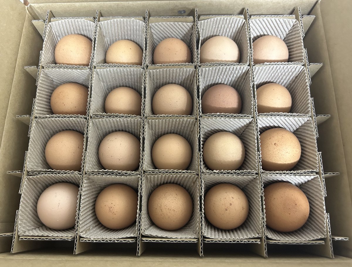 레렝/れれん tweet media