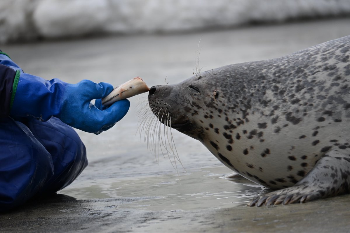 ﾁｬｰﾁｰ牛乳 tweet media