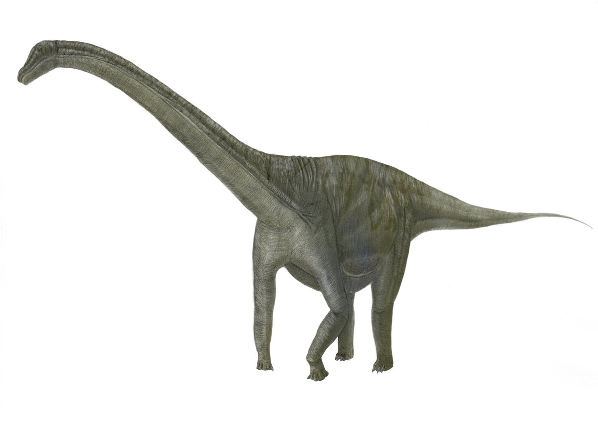 TKディノ tweet media