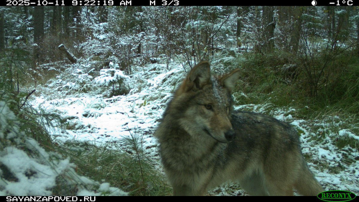 trailcam tweet media